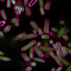 Other Bacterial Stains 盟基生物科技股份有限公司